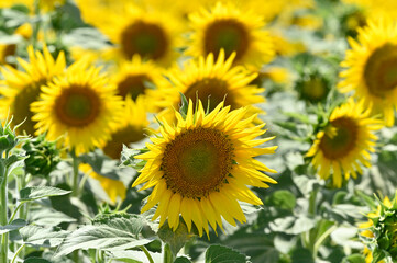 campo de girasoles