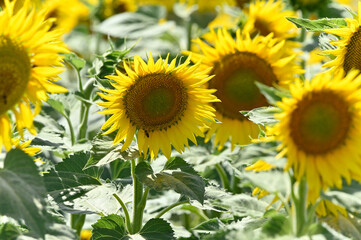 campo de girasoles