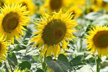 campo de girasoles