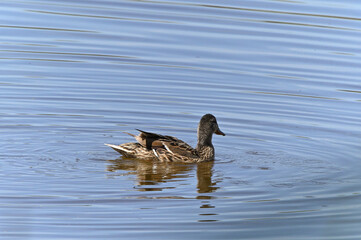 aves comiendo en la laguna