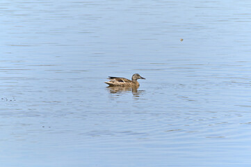 aves comiendo en la laguna