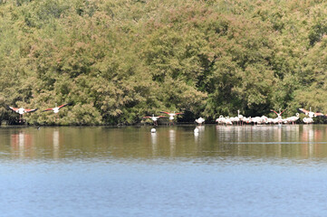 flamencos comiendo en la laguna