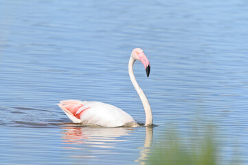 flamencos nadando en el lago