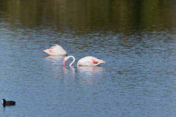 flamencos nadando en el lago