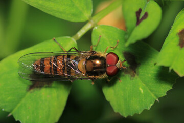 natural allograpta insect macro photo