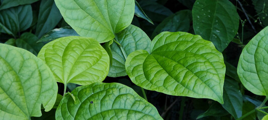 dry leaf pierced food vegetation foliage forest garden park nature stone granite mineral plant life preservation environment flowers purple vine root trunk rope tropical © FTeixeira_aRT