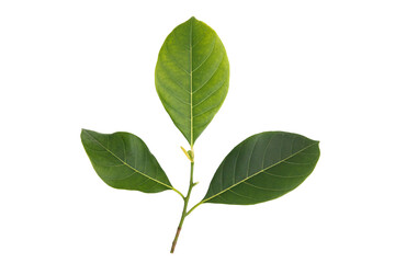 Naklejka na ściany i meble Three jackfruit leaves on the same branch on a white background, cutout,isolate, clipping path