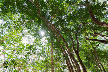 looking up at the sky in the forest with the sunlight.