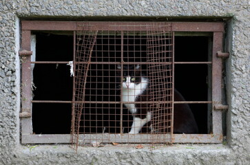 Yellow-eyed black-and-white cat looks through the bars of the basement window