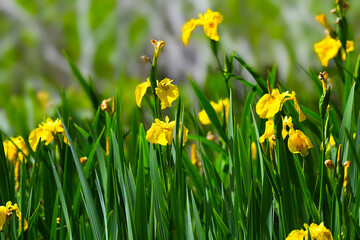 Aquatic yellow iris surrounded by grass