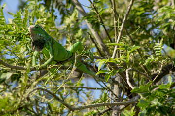 Iguana en las ramas 