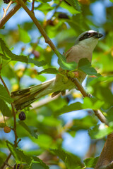 Fototapeta premium bird on a branch