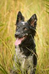 Puppy of mudi is sitting in the grass. She is so adorable and fluffy.