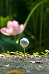 golf ball byside the waterlily pond