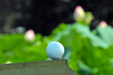 golf ball byside the waterlily pond