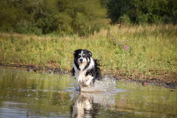 Border collie is jumping into the water. He loves water and he jump for stick.