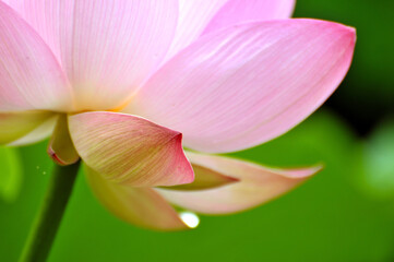 Blossoming lotus flower