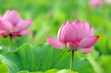 Blossoming lotus flower