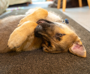 puppy sleeping on the floor