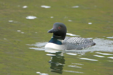 Common loon swimming towards the camera looking left