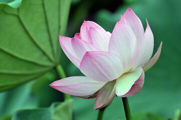 Obraz premium Blossoming lotus flower