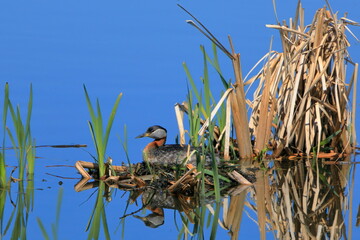 Red-necked grebe sitting on a nest in reeds