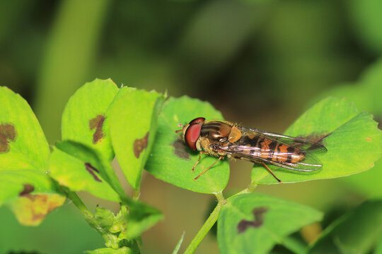 natural allograpta insect macro photo