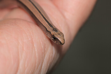 natural Ophiomorus punctatissimus animal macro photography