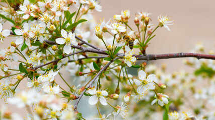 Bee and flower. Close-up of a striped bee collecting pollen on a cherry blossom.  Summer and spring backgrounds