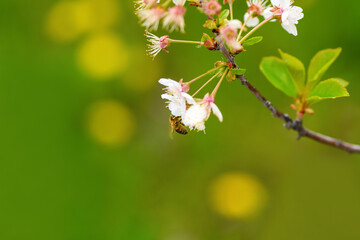 Bee and flower. Close-up of a striped bee collecting pollen on a cherry blossom on a green background.  Summer and spring backgrounds