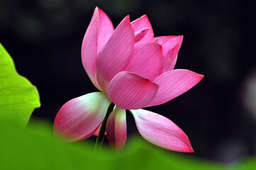 Blossoming lotus flower
