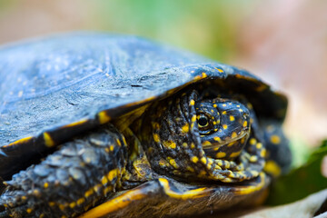 closeup turtle crawl among leaves in forest