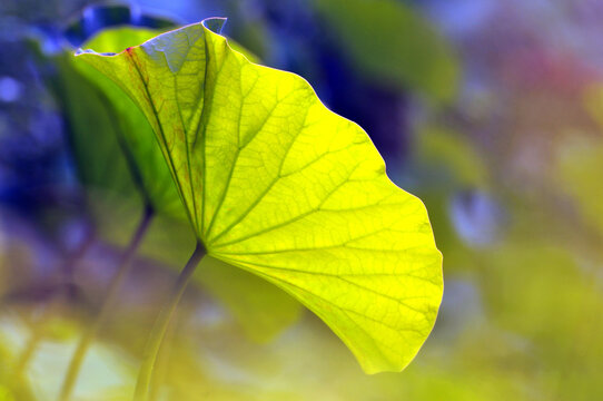 green lotus leaf