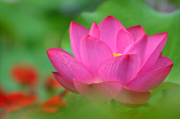 Blossoming lotus flower