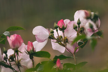 Warme Farben, Juni, zarte Rosen bluten,