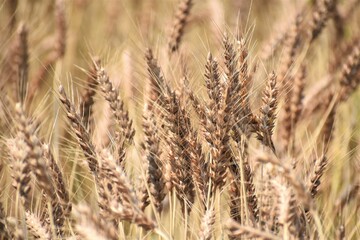 小麦、小麦畑、びわ湖、滋賀県