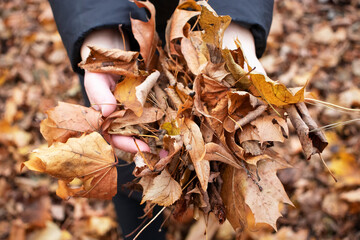Yellow leaves in the park in autumn