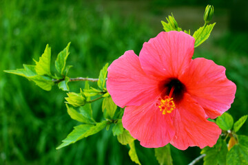 red hibiscus flower