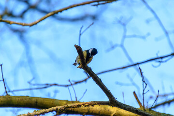 Great blue tit during winter in Belgium