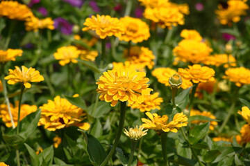 Sunny summer day.In a flower bed in a large number yellow zinnias grow and blossom.