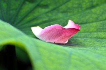 lotus flower petals