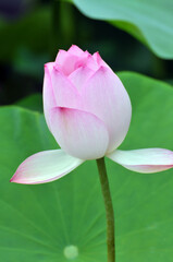 Blossoming lotus flower