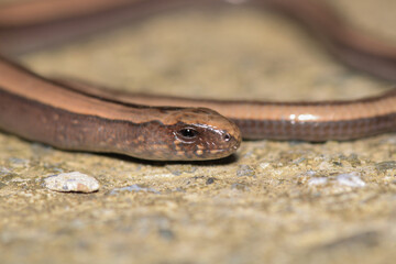 natural Ophiomorus punctatissimus animal macro photography