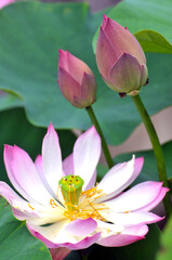 Blossoming lotus flower