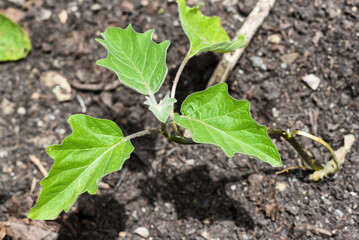 A tomato seedling growing in the garden.