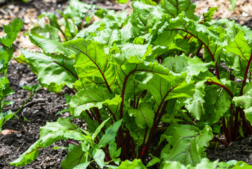 Green leaves of beetroot growing in the garden.