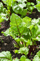 Green leaves of beetroot growing in the garden.