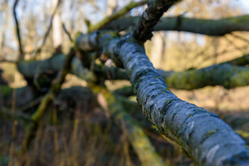 Tree that fell during a winter storm