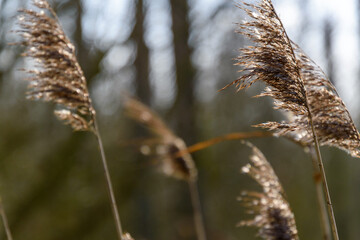 Grass seeds on a windy day