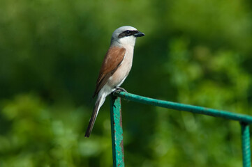 bird on a branch